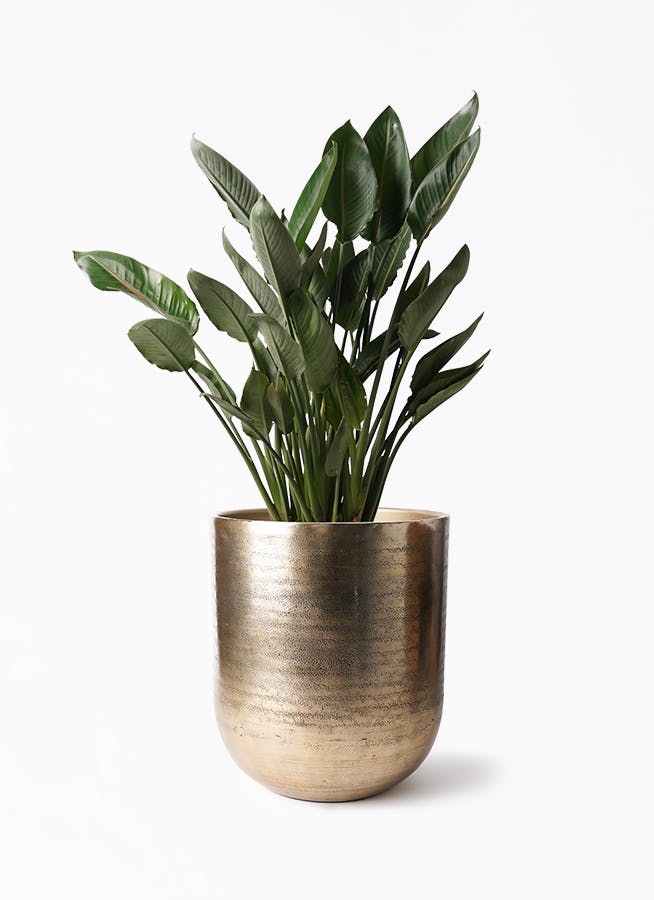 ストレチア レギネ 10号 | 観葉植物 | インテリアやギフトに