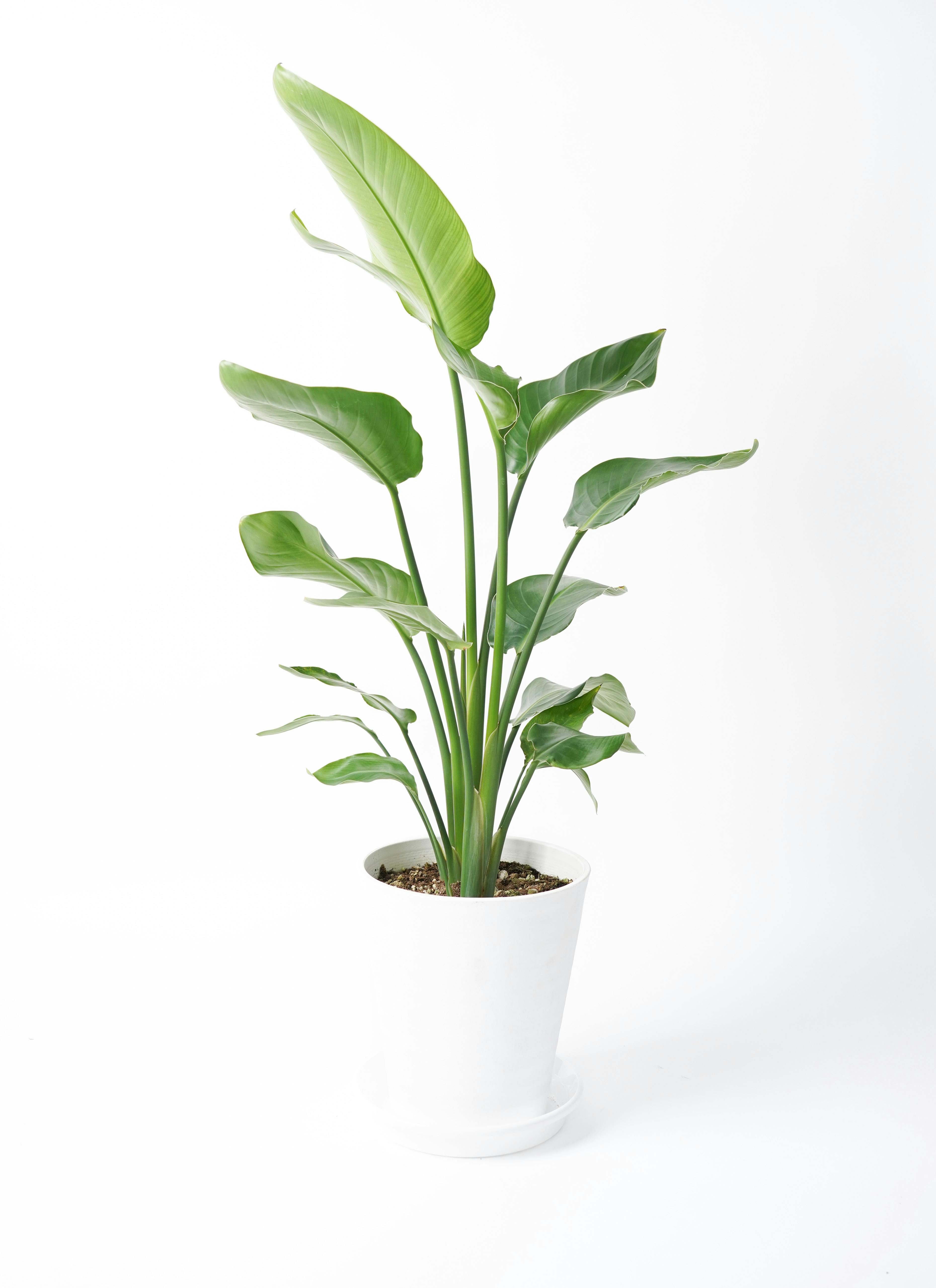 観葉植物 オーガスタ 8号 ホルスト シリンダー オリーブ ウッドポット