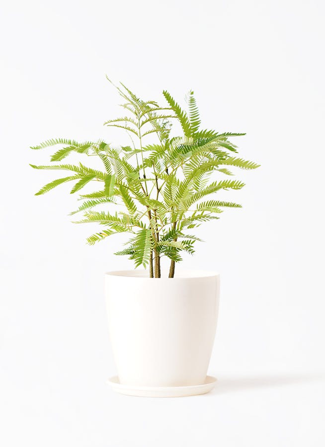 エバーフレッシュ 4号 | 観葉植物 | インテリアやギフトに - Hitohana