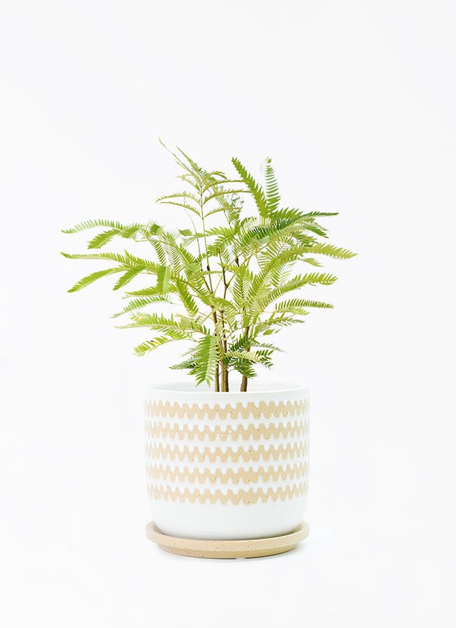 エバーフレッシュ 4号 | 観葉植物 | インテリアやギフトに - Hitohana