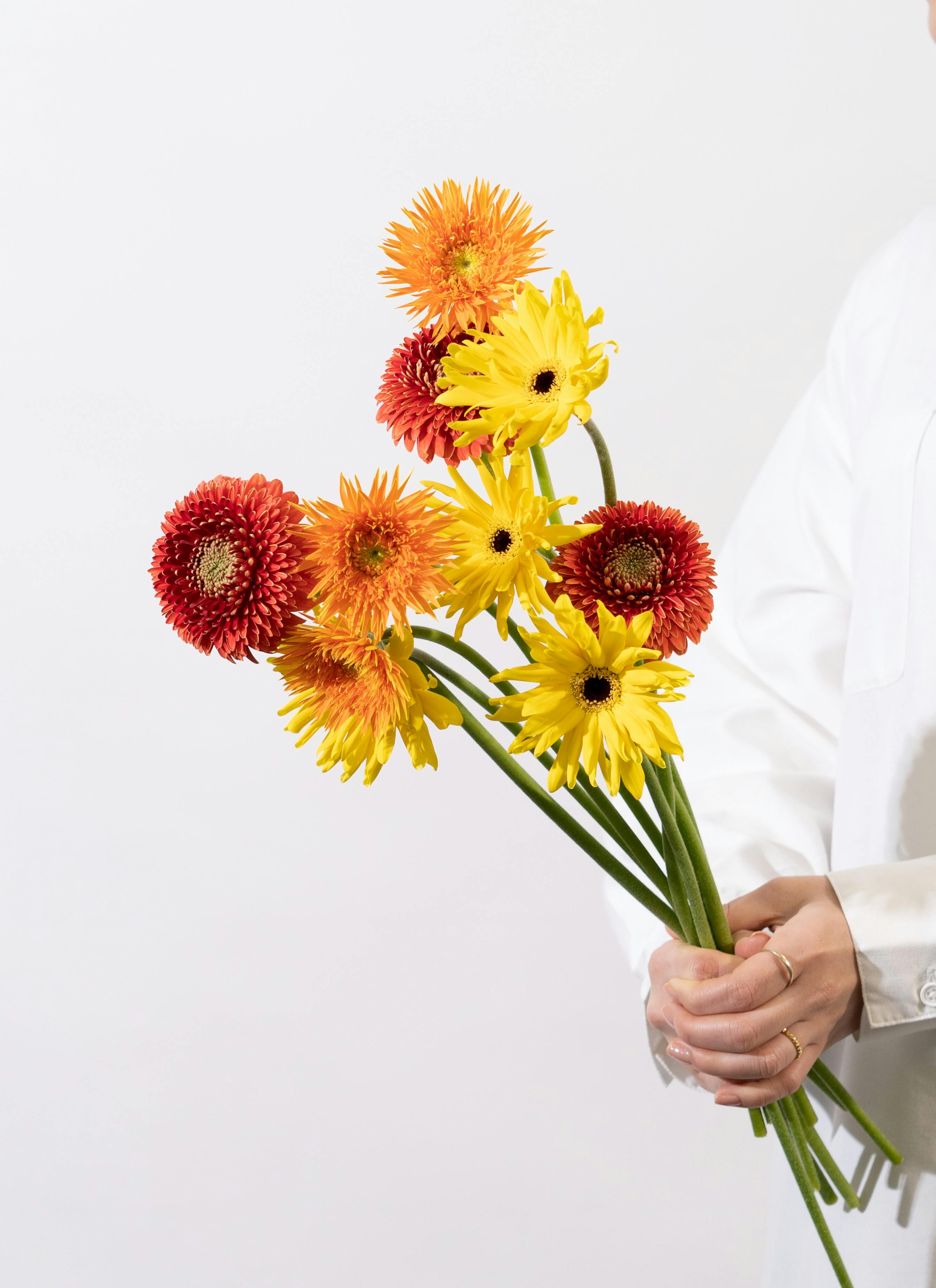 産地直送 ガーベラ ミックス 10本花束／静岡 松下園芸からお届け