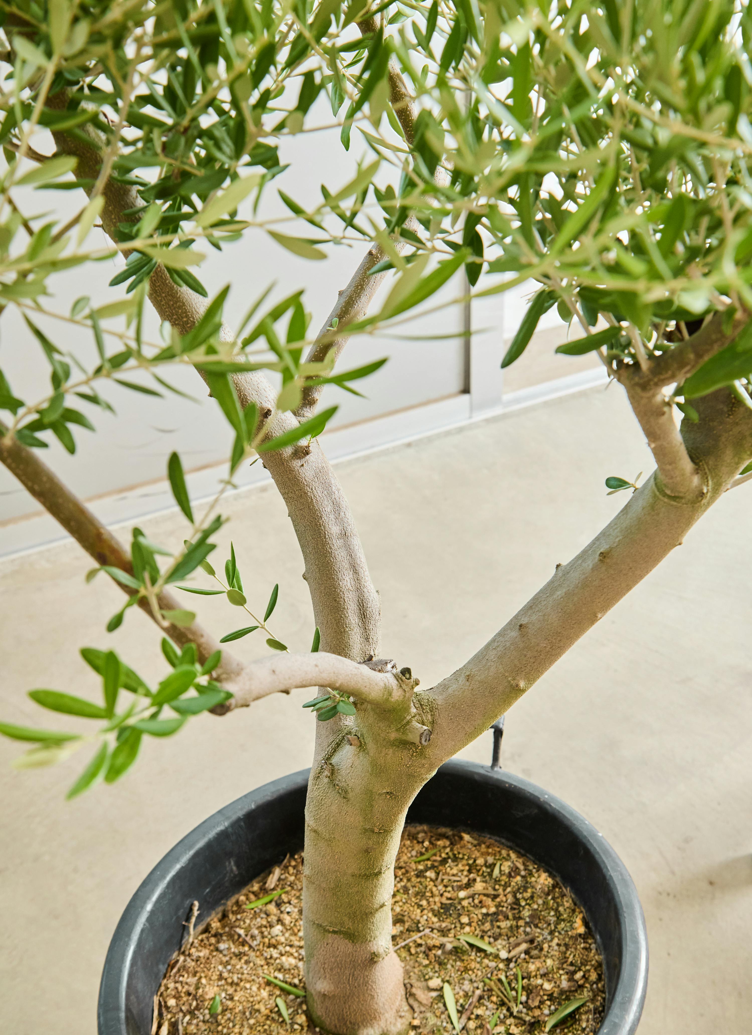 観葉植物 オリーブの木【130cm】12号 創樹 ネバディロブランコ