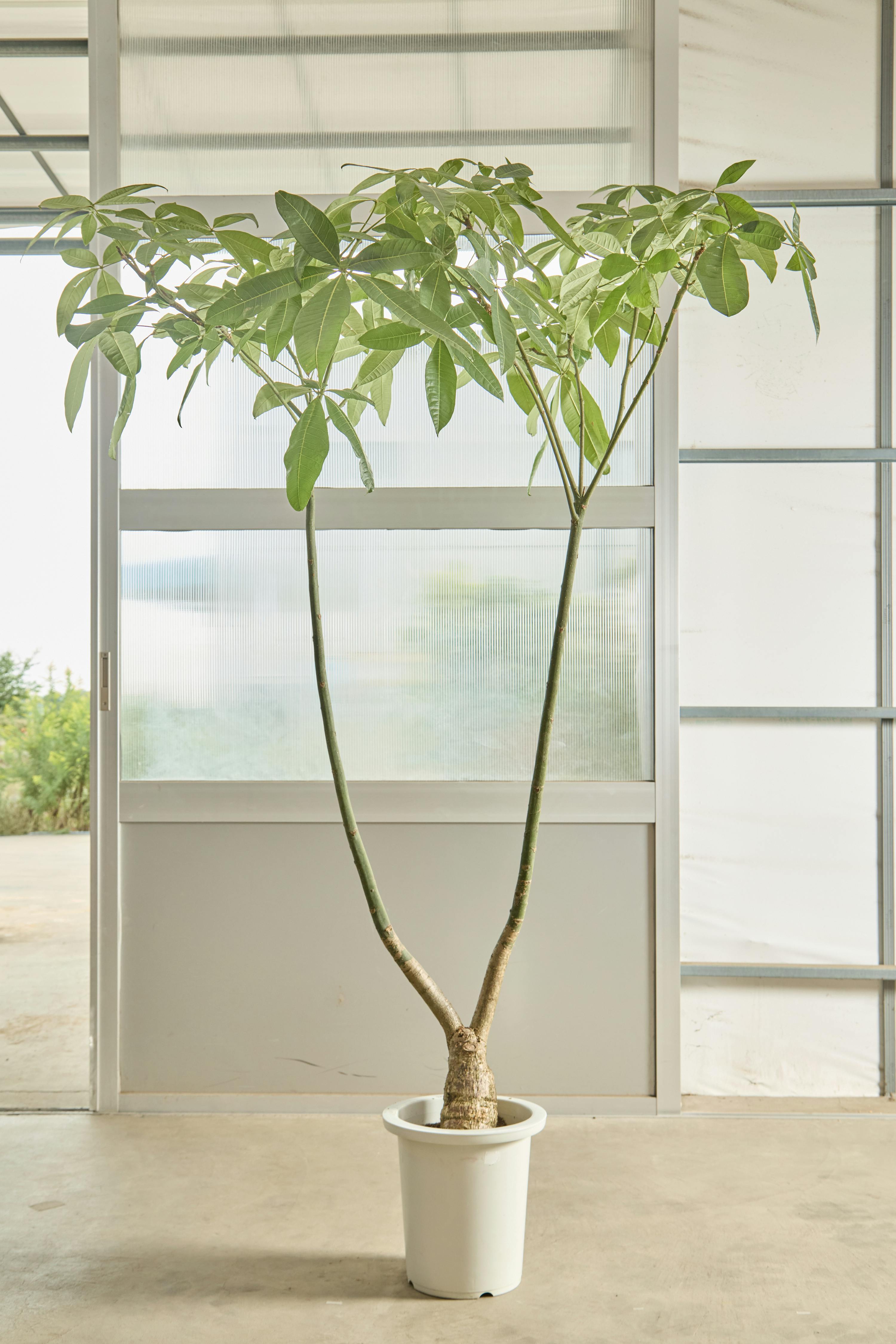 パキラ パラソル | 観葉植物の通販ならHitoHana（ひとはな）