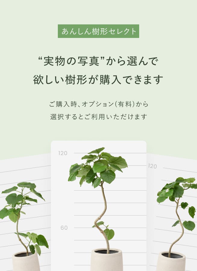 観葉植物 アロカシア 10号 オドラ（クワズイモ） プラスチック鉢