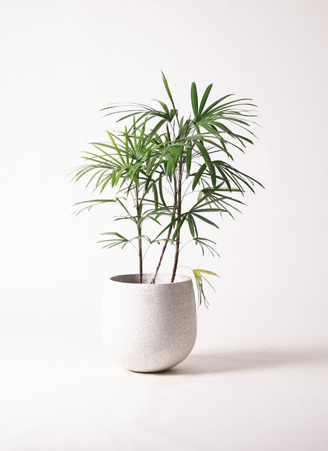 観葉植物 シュロチク（棕櫚竹） 8号 エコストーンwhite 付き | 観葉