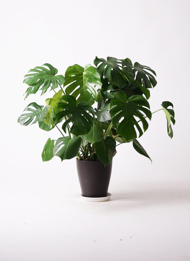 モンステラ デリシオーサ 8号鉢つき 深穴開き❗2株植え❗ ②