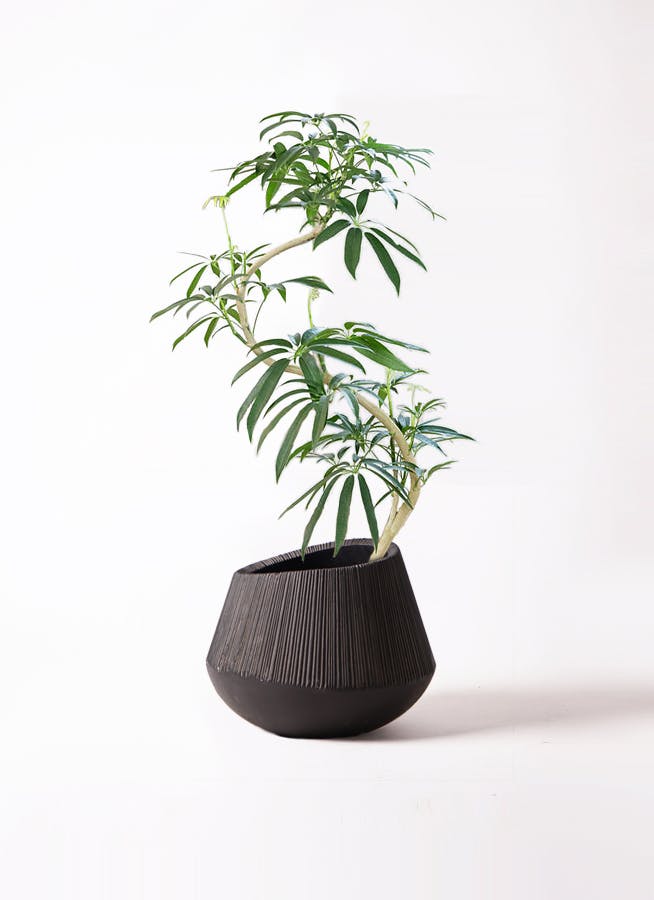 観葉植物 シェフレラ アンガスティフォリア 8号 曲り エディラウンド