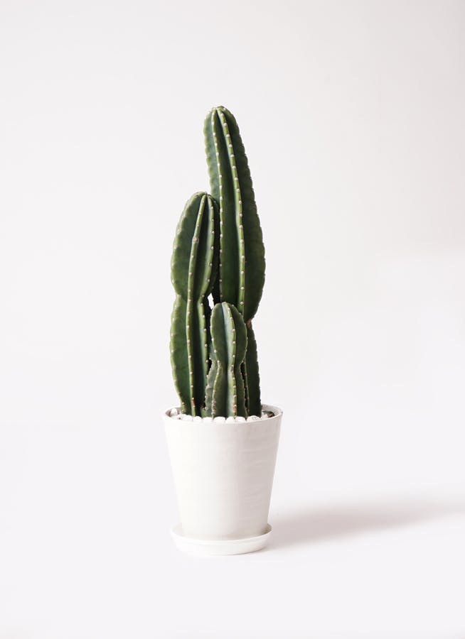 おがわ@読書に挑戦】【現品】サボテン吹雪柱（フブキチュウ）8号白鉢