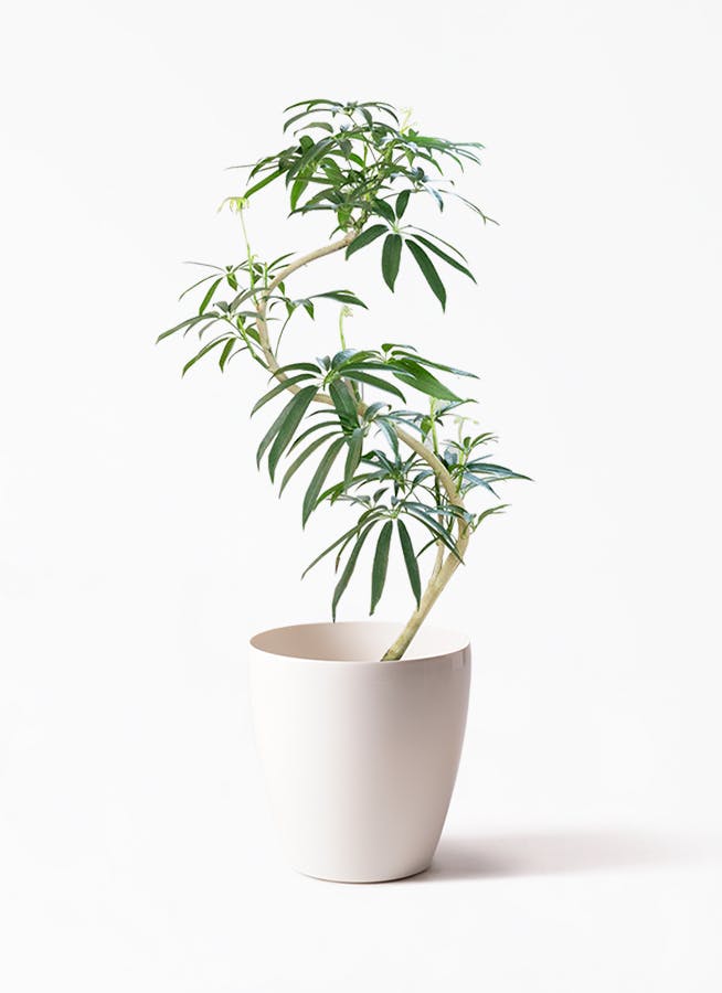 シェフレラ アンガスティフォリア 曲がり | HitoHana(ひとはな)