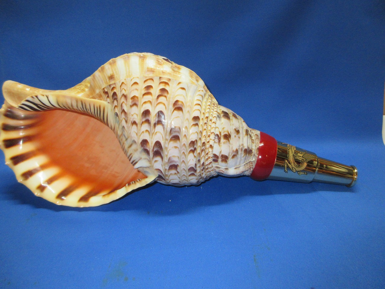 最高級 山伏修験法螺貝 黄金の吹口 龍神 - 穂の国