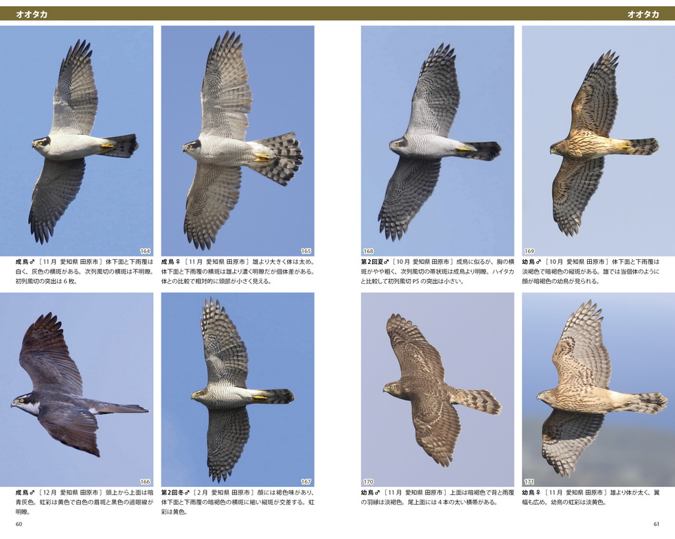 大反響で初回入荷分即完売の 〈識別ガイド 日本の猛禽類 タカ