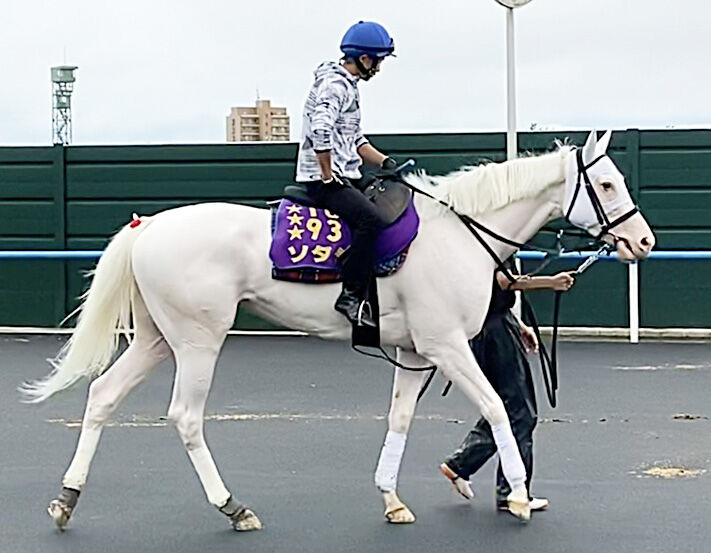 札幌記念】ソダシが1週前追い切り 吉田隼人騎手「リフレッシュして