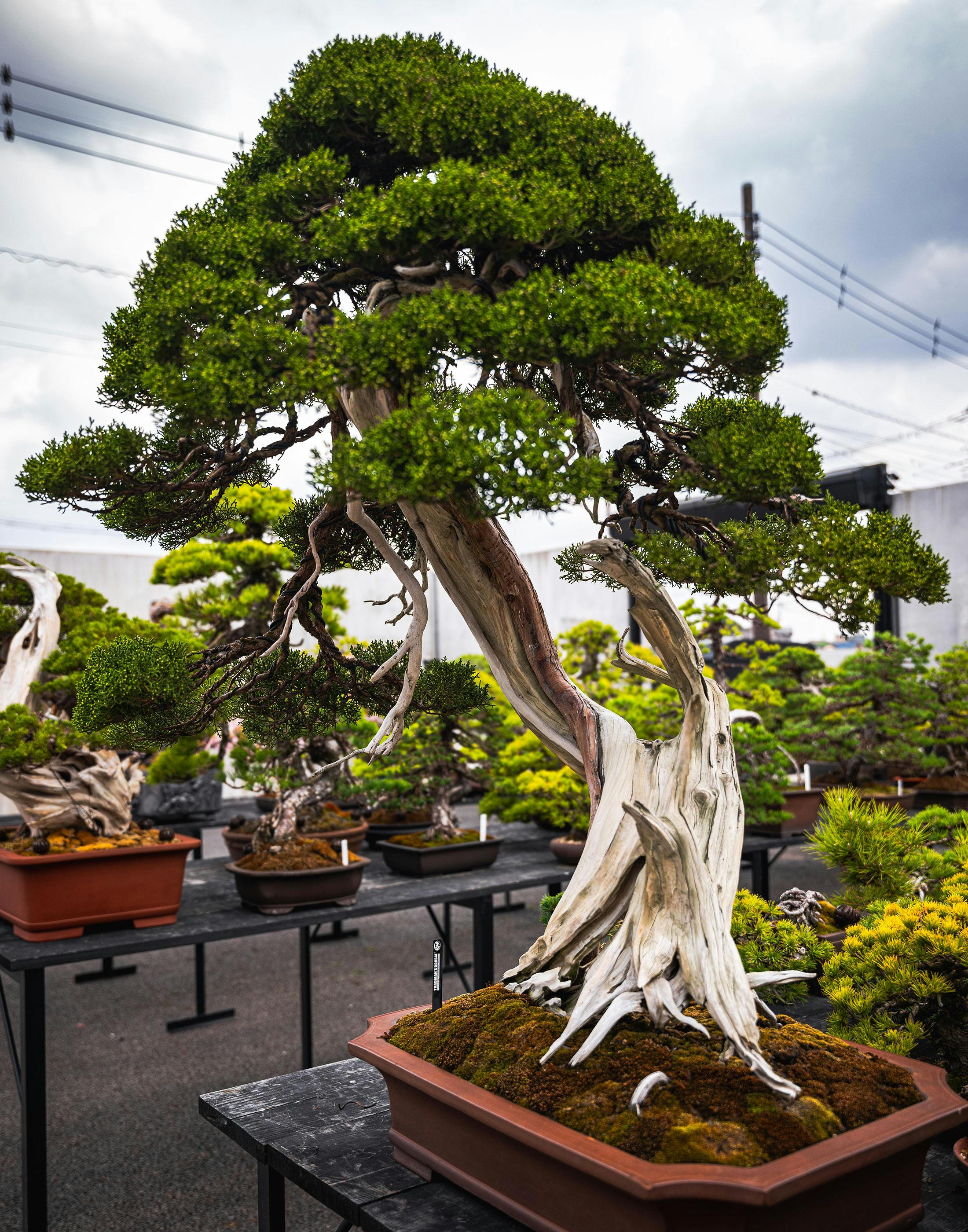 盆栽プロデューサー小島鉄平氏が愛する時計とクルマ