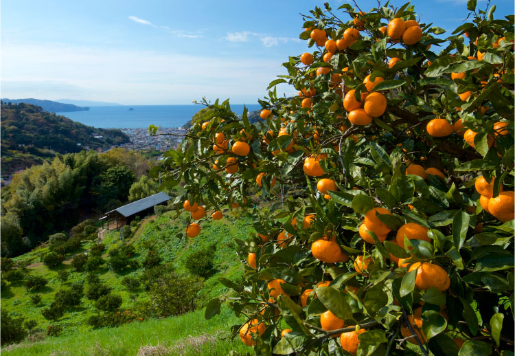 期間限定｜みかんの花嫁 《HFM-05A》｜公式ホシフルーツ通販/スイーツ