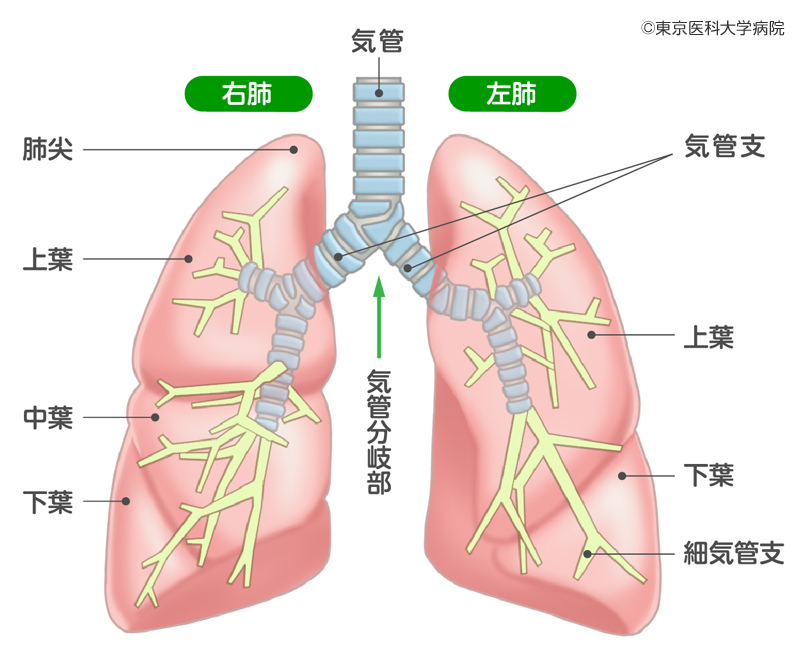 肺がんの基礎知識｜肺がん -西新宿の地で がんに挑む- 東京医科大学病院