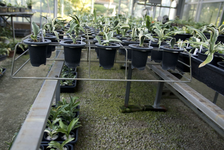 豊明園 / おもと特製金枠