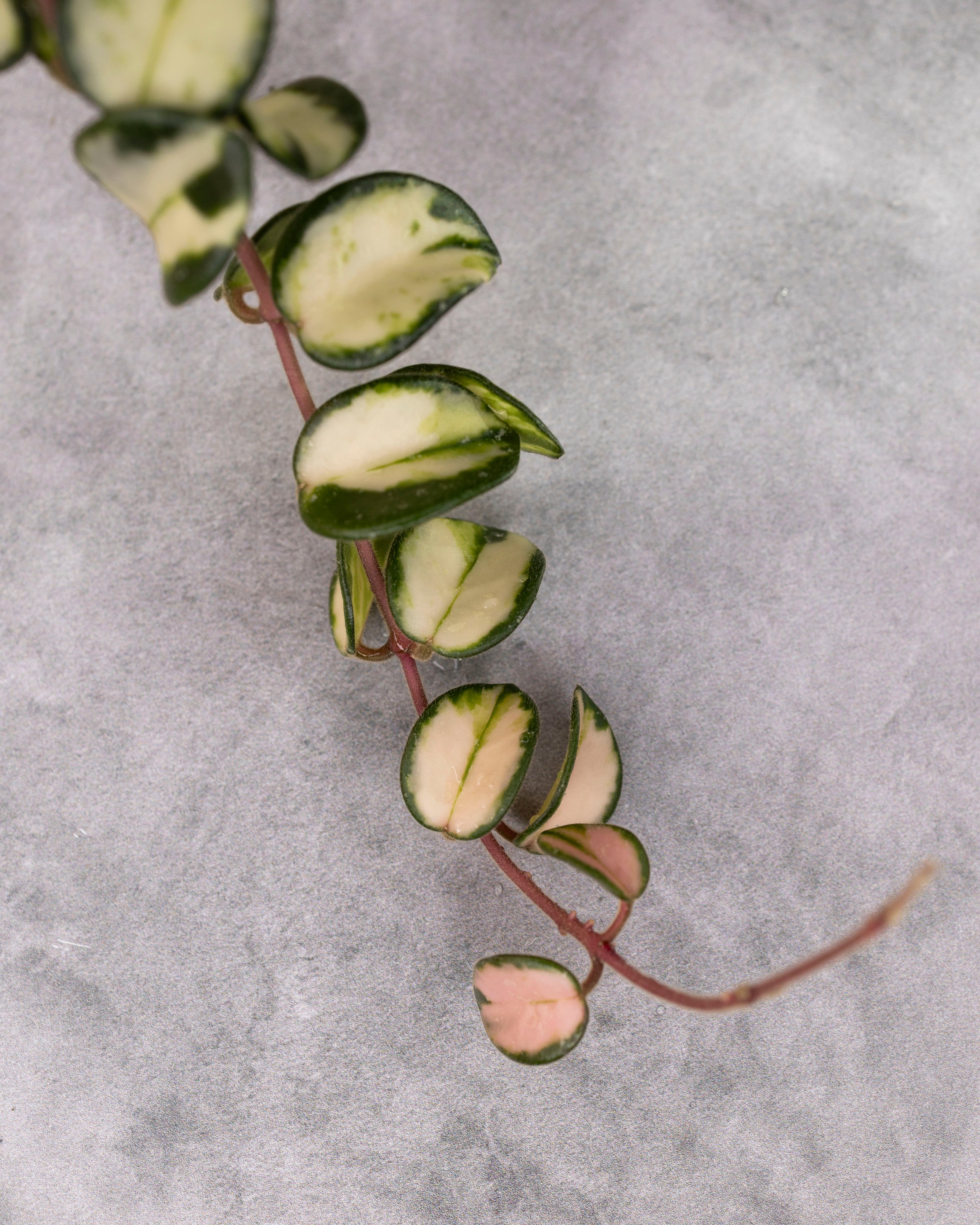 Hoya 'Mathilde' (variegated) – Hoya Cuttings