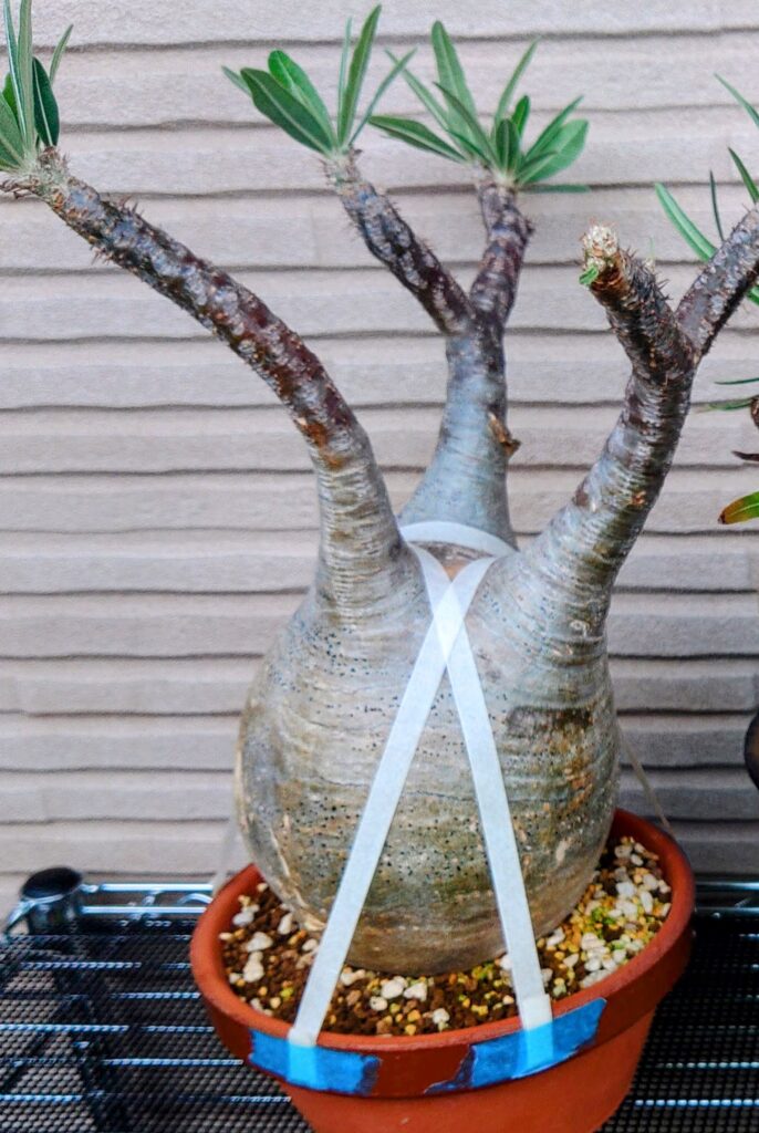 育成方法】グラキリスの現地球、実生を太らせる育て方の解説と考察