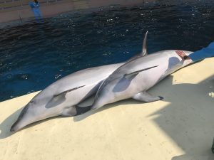 TOPICS | 獣医衛生学研究室