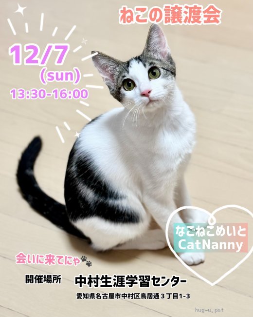 譲渡会 可愛いにゃんこの譲渡会￼(愛知県)｜ハグー -みんなのペット