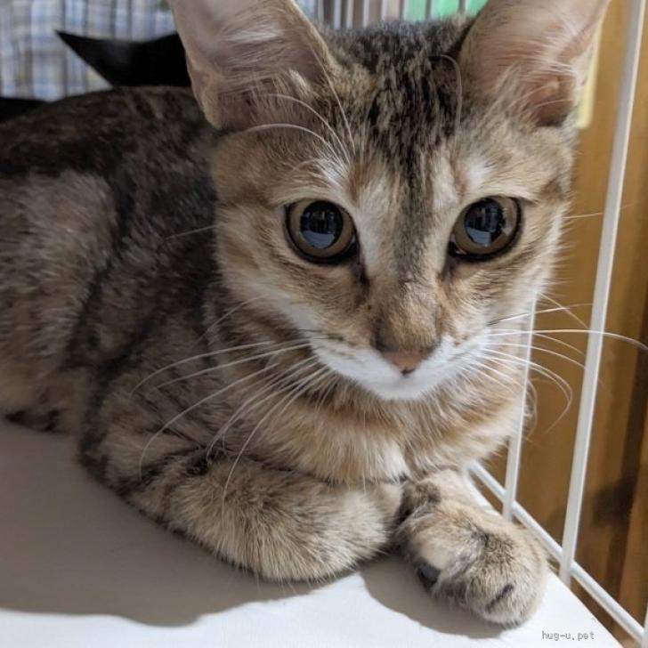 猫の里親募集】東京都・雑種・2/18東日本橋 麦わら柄の美猫♥ま