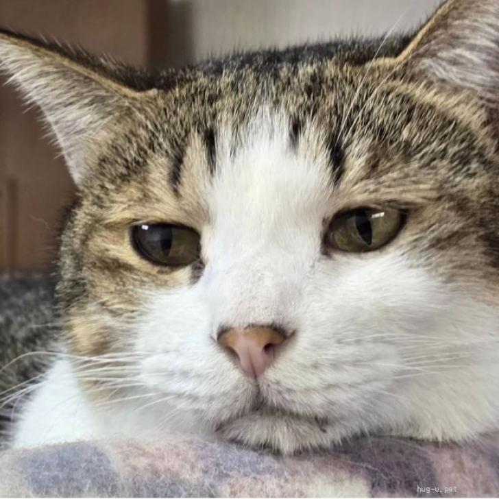 猫の里親募集】埼玉県・キジ白・いつもニャーニャー鳴いてる🤭おっとり