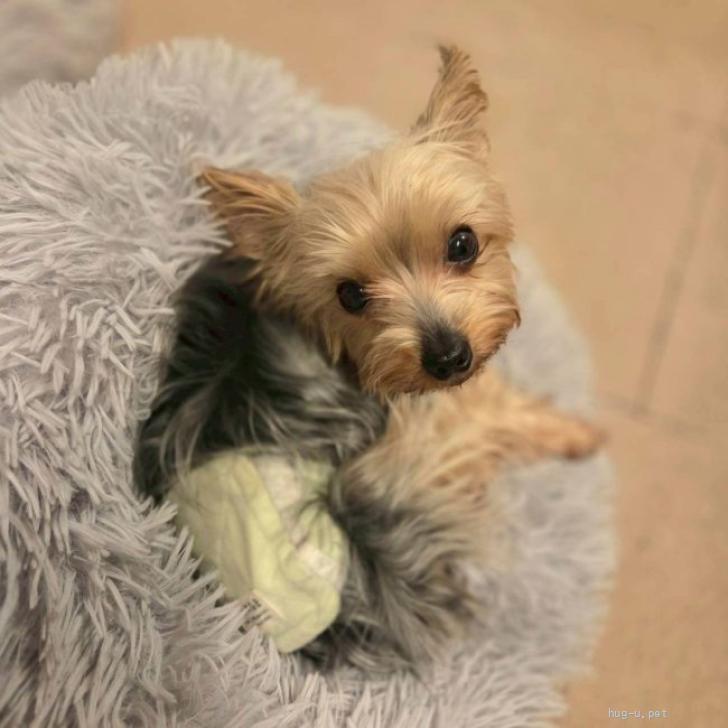 犬の里親募集】神奈川県・ヨークシャーテリア・ワンプロ激しめ女子の