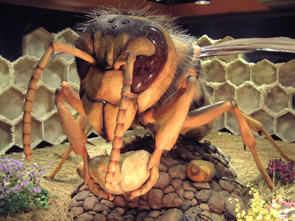 8/10〜開催】もう一生見られない?!超レアな【雌雄モザイク個体の