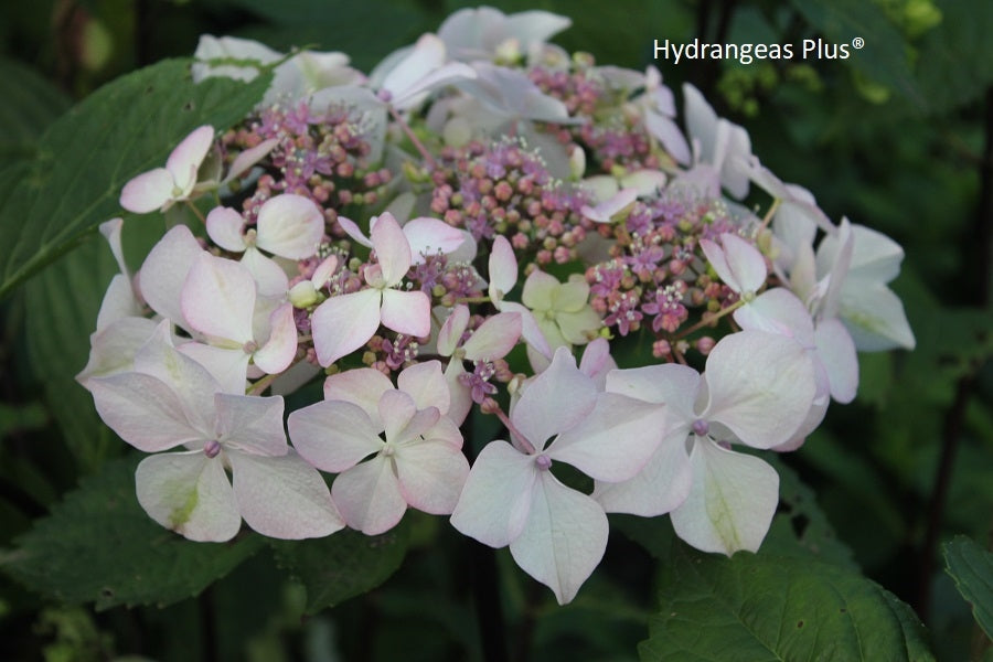 Hydrangea Macrophylla Midnight Dutchess® Royal Majestics