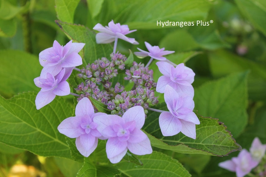 Hydrangea Macrophylla Jogasaki – Hydrangeas Plus