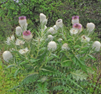 日本原色アブラムシ図鑑詳細情報【昆虫】 - 図鑑.jp