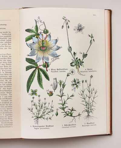 ドイツのアンティーク植物図鑑