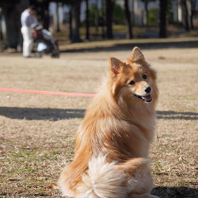犬 #愛犬 #dog #doglover #dogstagram #all_dog_japan #犬ばか部 #ふわ
