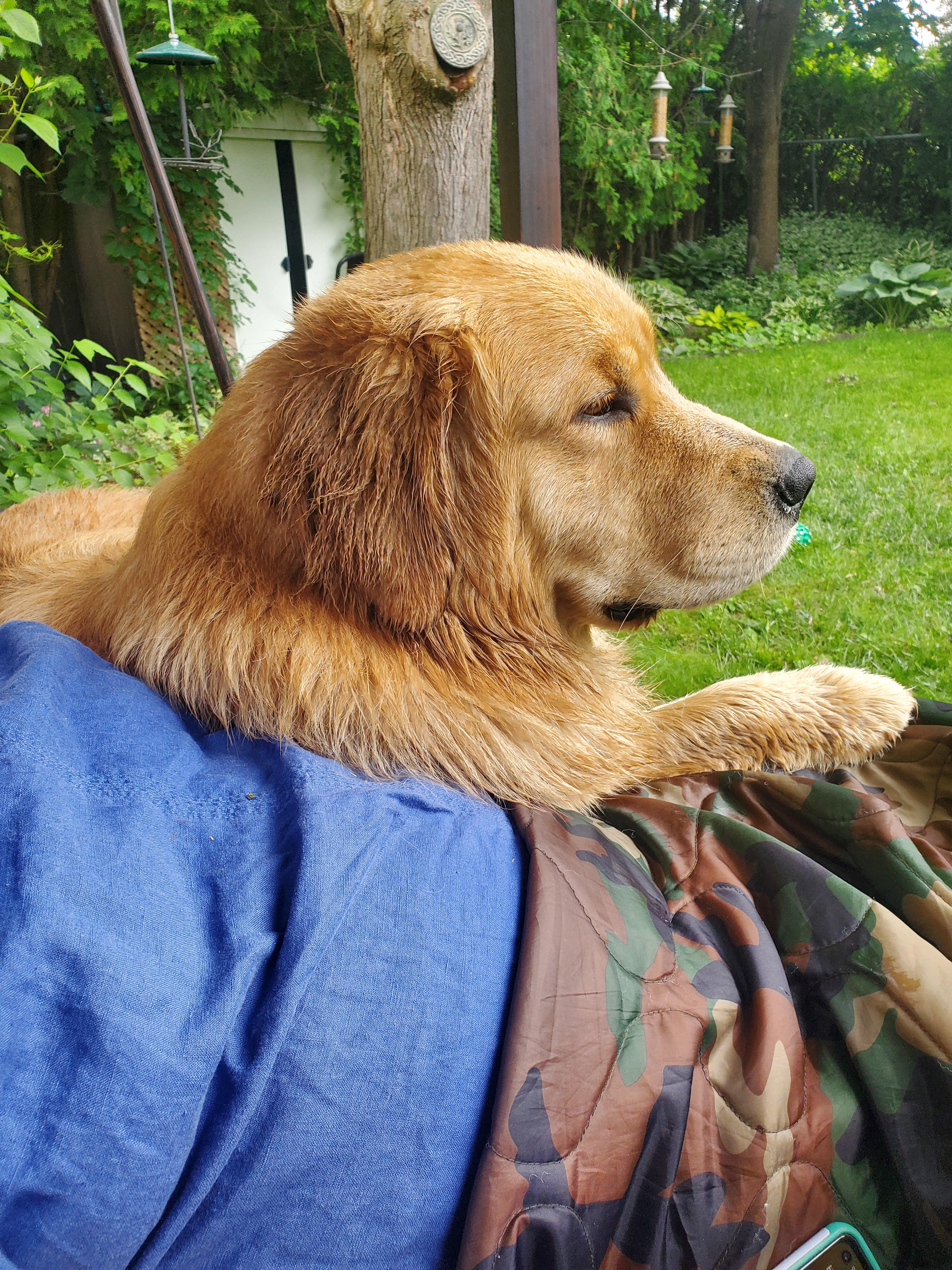 巨大な金色の : r/goldenretrievers