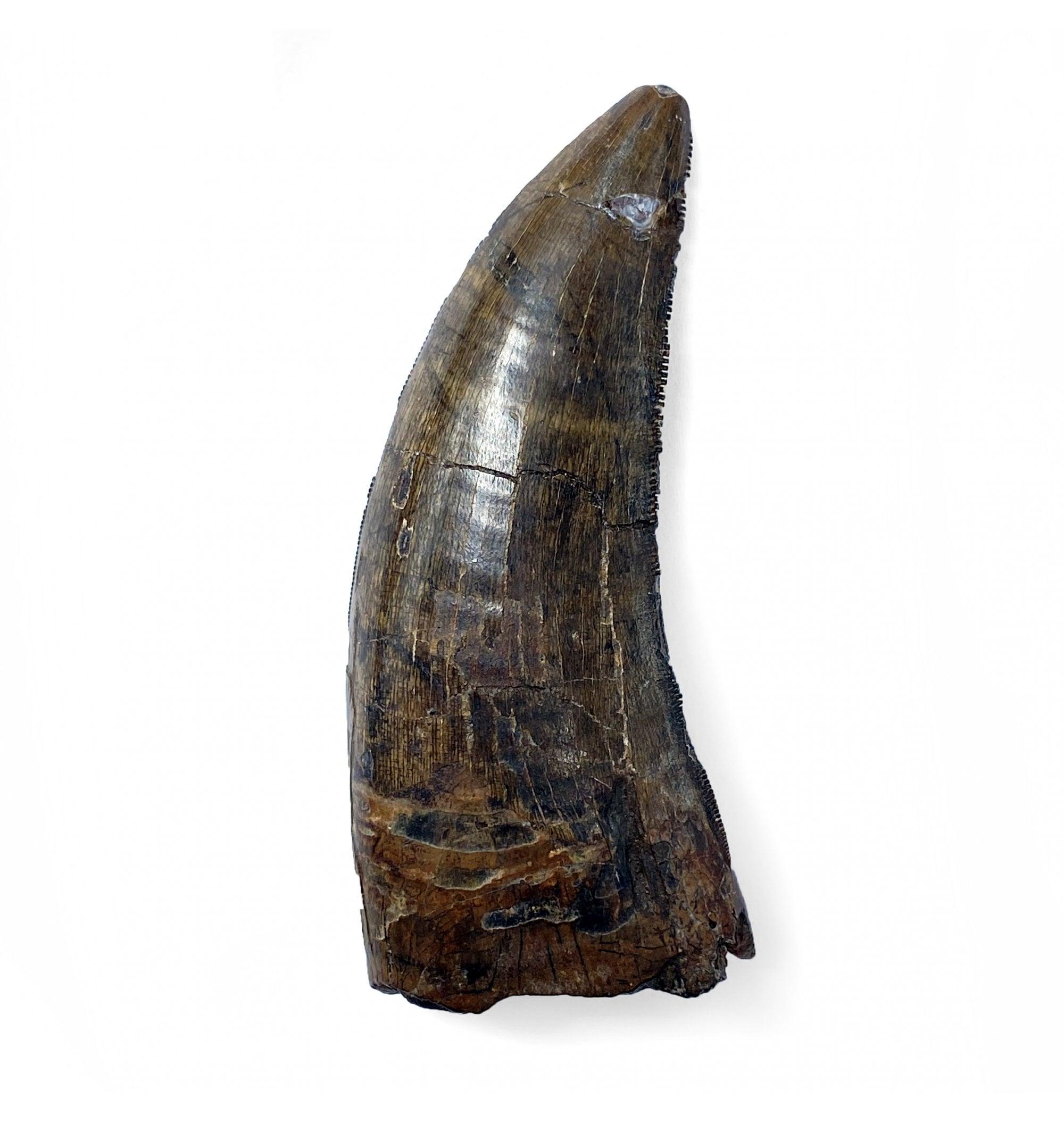 恐竜の歯の化石って、中身に組織とか全然残ってない、つまり歯髄とか