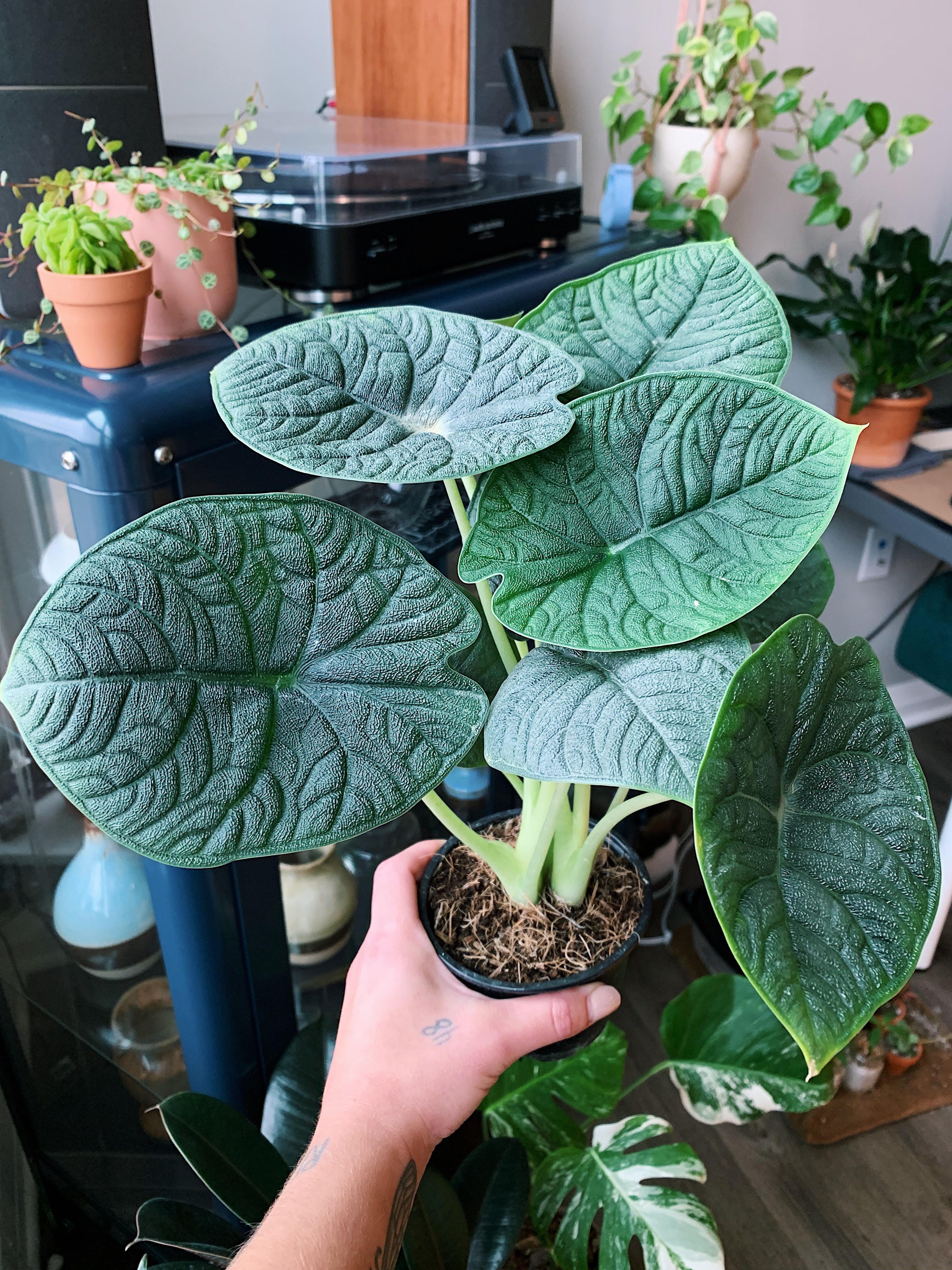アロカシア・メロ — 育て方のコツが知りたいな : r/houseplants