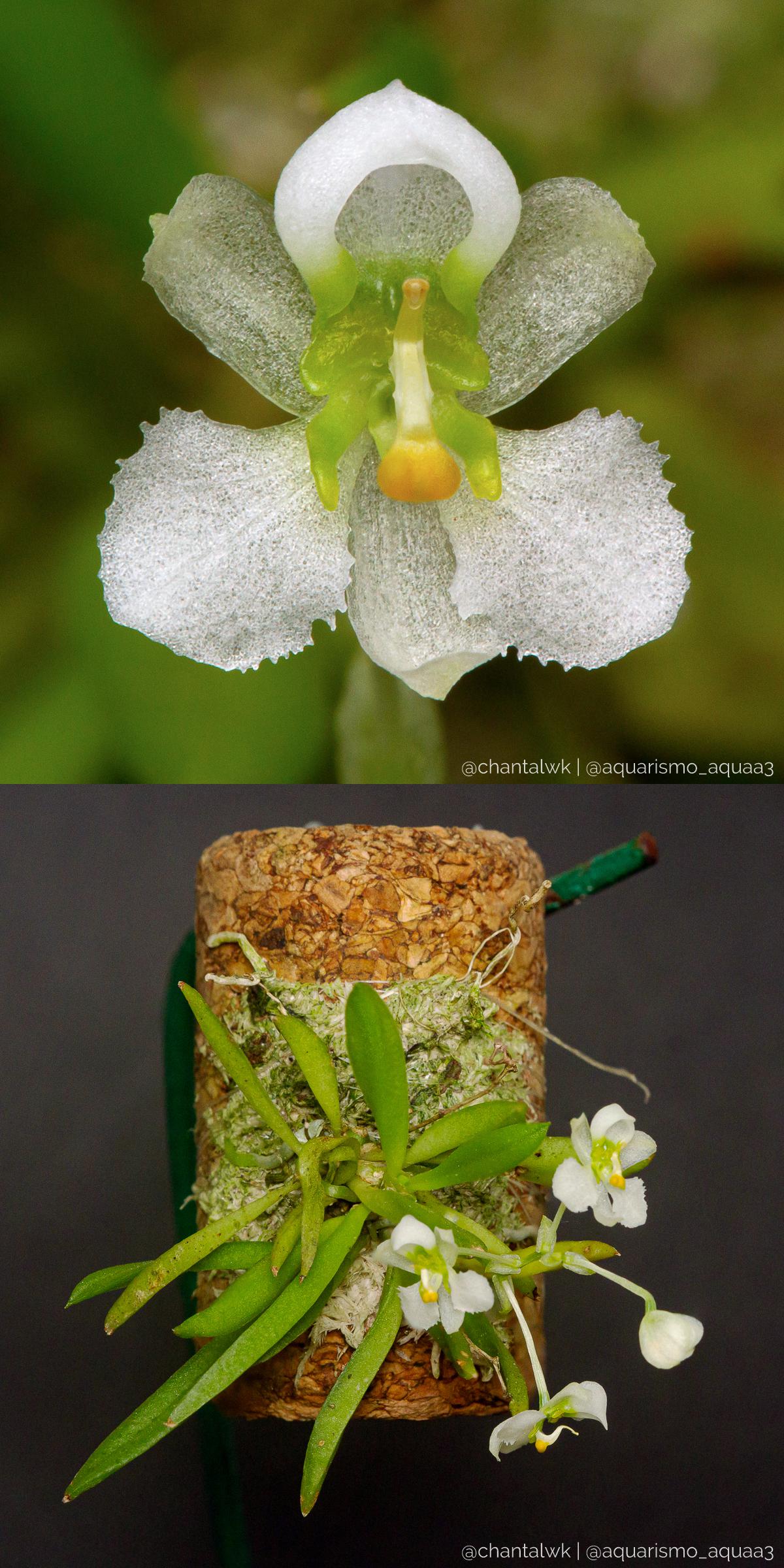 Zygostates alleniana, micro orchid from southern Brazil. Flower