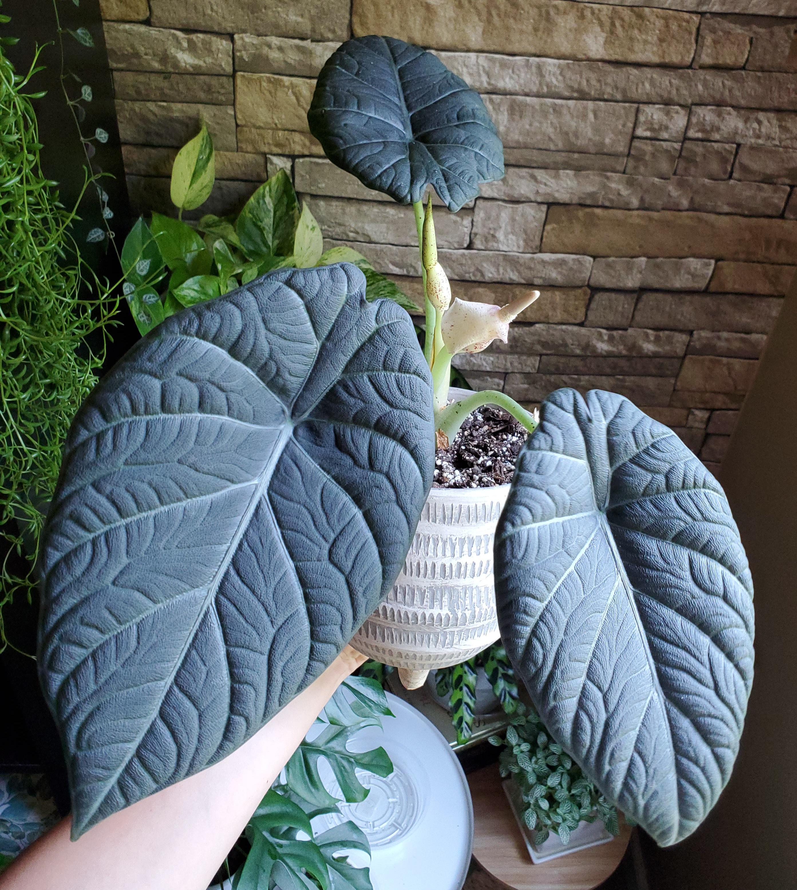 更新 アロカシア マハラニアルボ 2株入り 親株写真あり ファッション