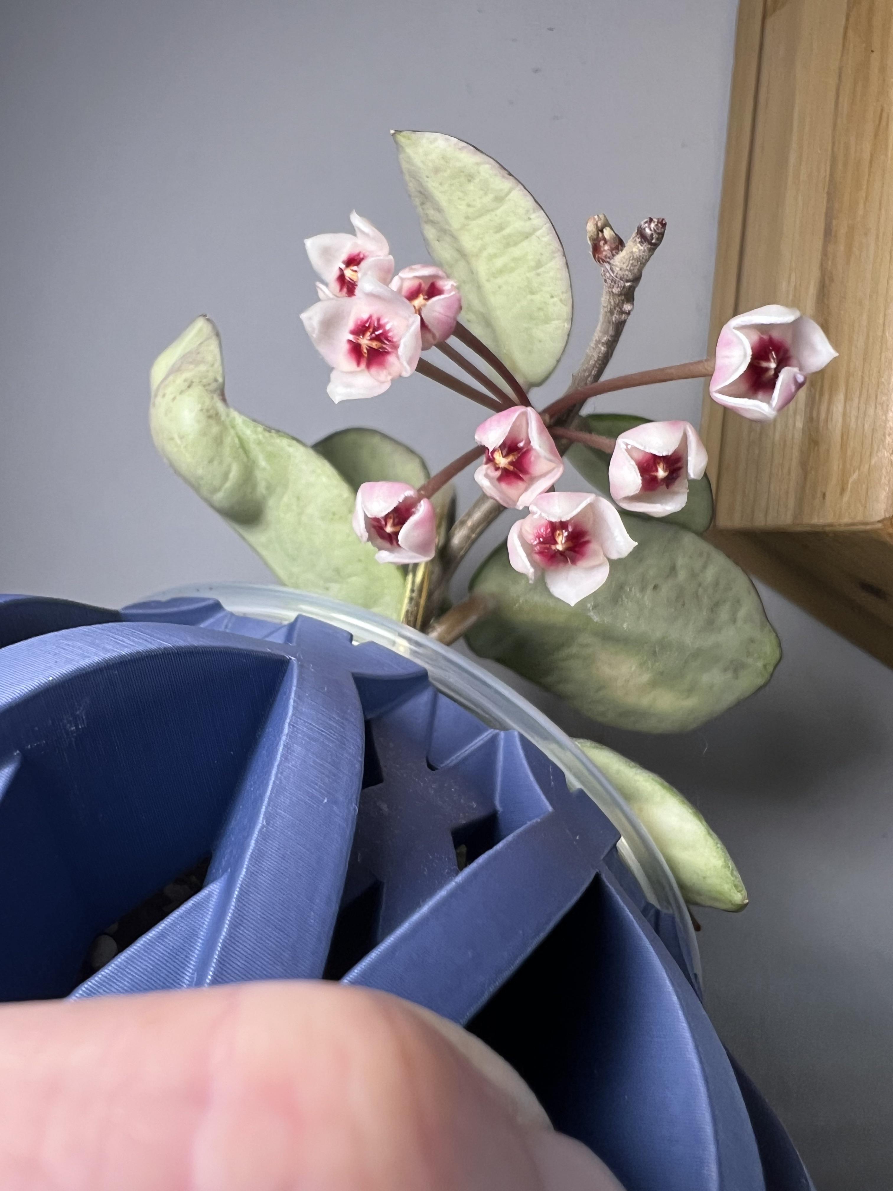 誰かホヤ・アルゲンティア・プリンセスの花持ってる人いる？写真とか