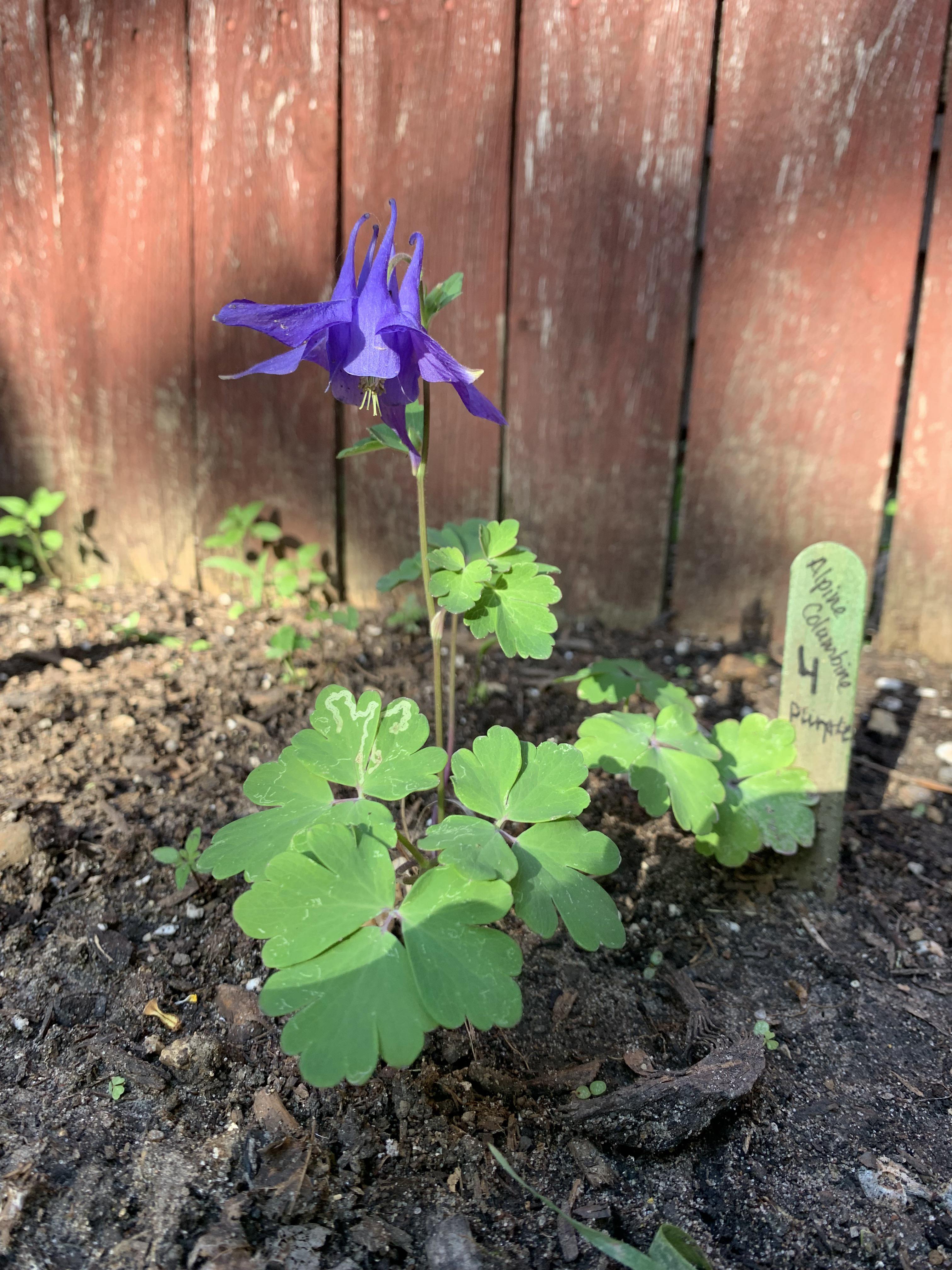 初めての紫色のオダマキの花！紫色の品種は初めて見たよ : r/gardening