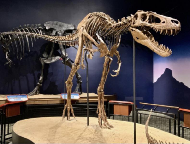 ナノティラヌスって有効なの？ : r/Paleontology