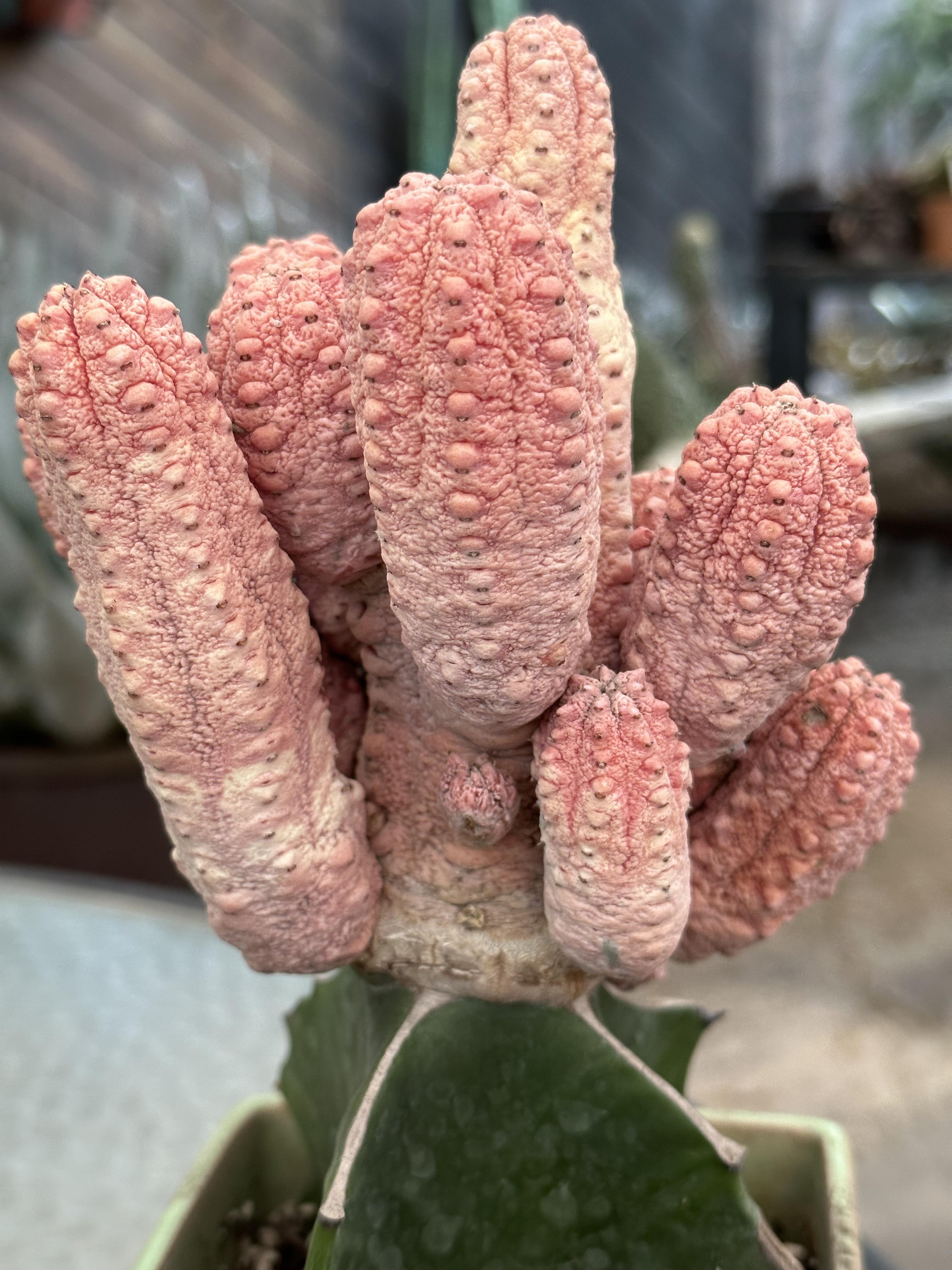 新しい人、接ぎ木されたユーフォルビア・アブデルクリ・ダマスク : r