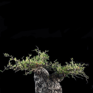 Space Loungin' (feat. Shing02) - song and lyrics by Bajune Tobeta