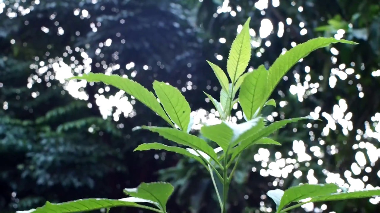 Olympus OM System Zuiko Auto-W 35mm F2 - Bokeh Test - YouTube