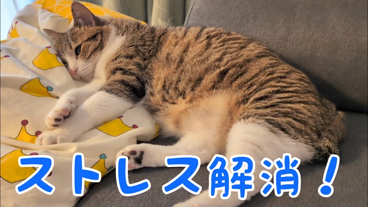 猫のストレスが解消されました！ vol.1368 - YouTube