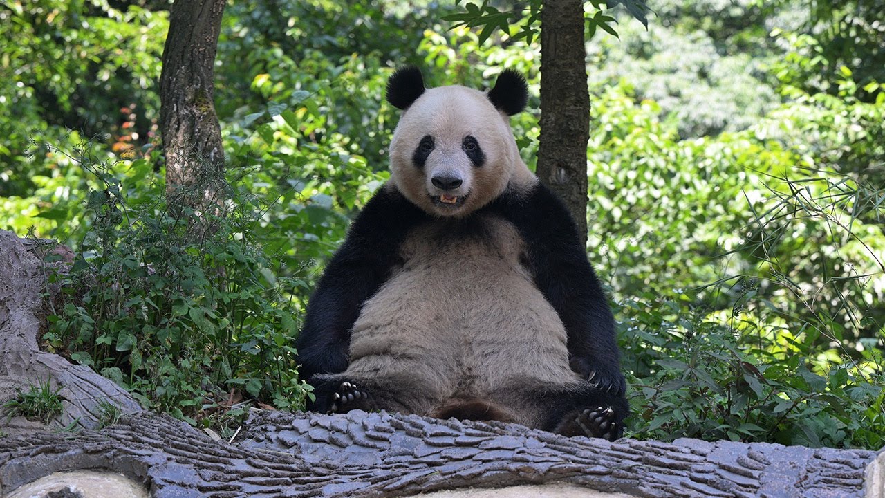 2025.06.12 今日のパンダ（3870日目）[4K] - YouTube