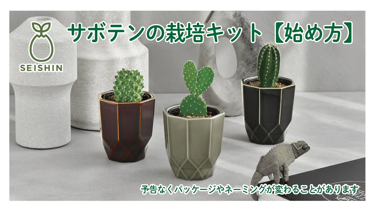 HACHI KAKU CACTUS - 聖新陶芸株式会社｜栽培キットの企画・製造・販売