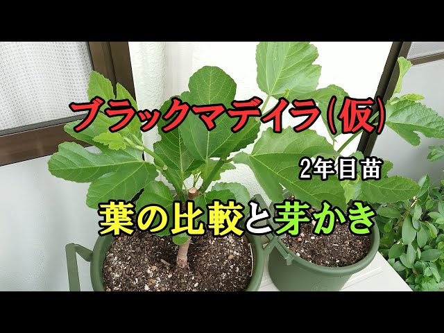 ブラックマデイラ(仮)2年目苗 KKとFigoPreto 葉の比較と芽かき - YouTube