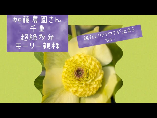 加藤農園さん 千重 超絶多弁 親株モーリー クリスマスローズの進化に