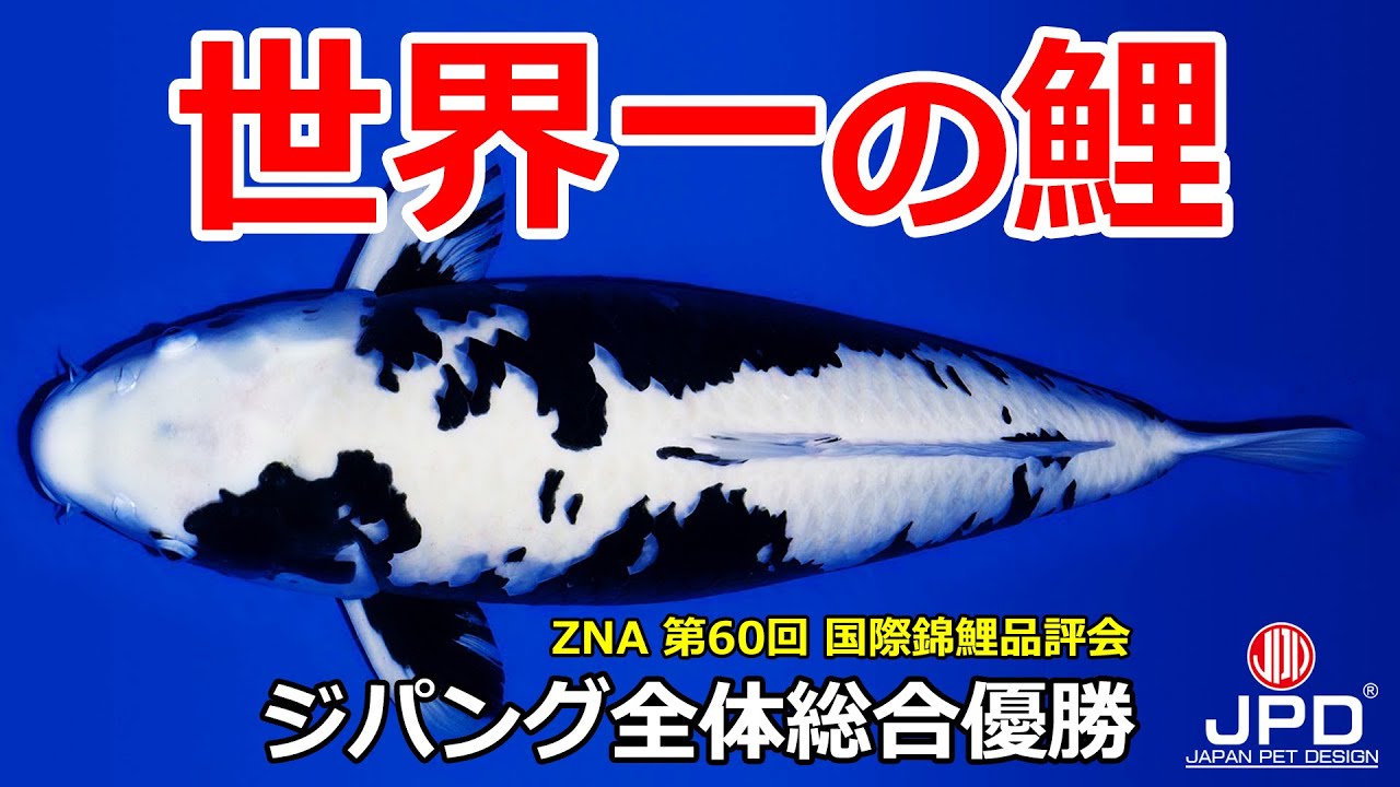 ジパング全体総合優勝】Zipang Grand Champion 全日本愛鱗会 第60回